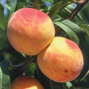 Reliance Peach