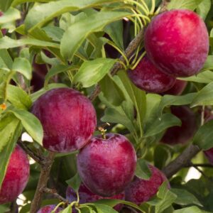 Santa Rosa Plum