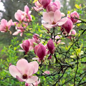 Saucer Magnolia
