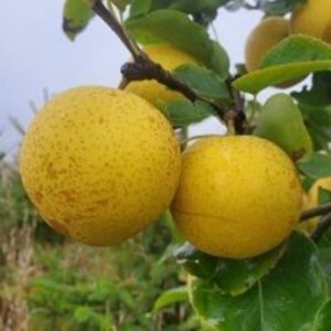 Dwarf Shinseiki Asian Pear