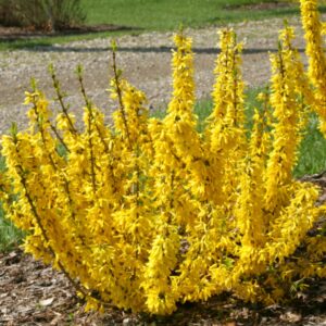 Show Off Sugar Baby Forsythia