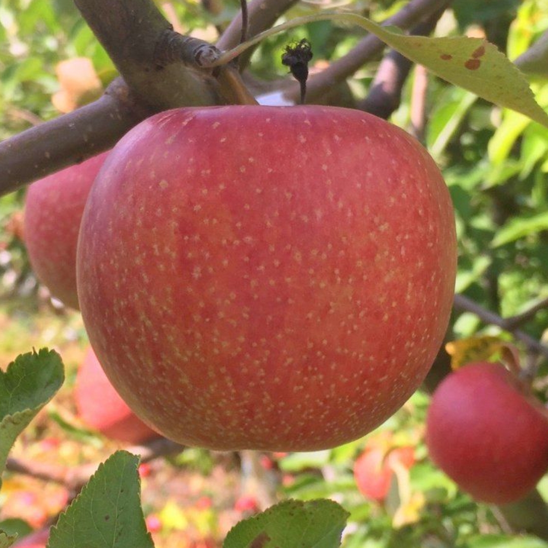 Spitzenburg Apple