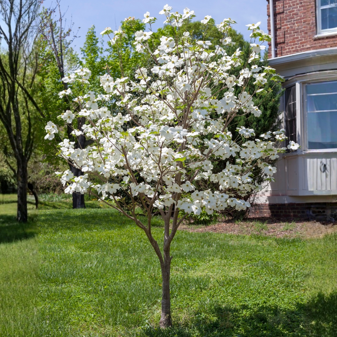 Super Princess Dogwood