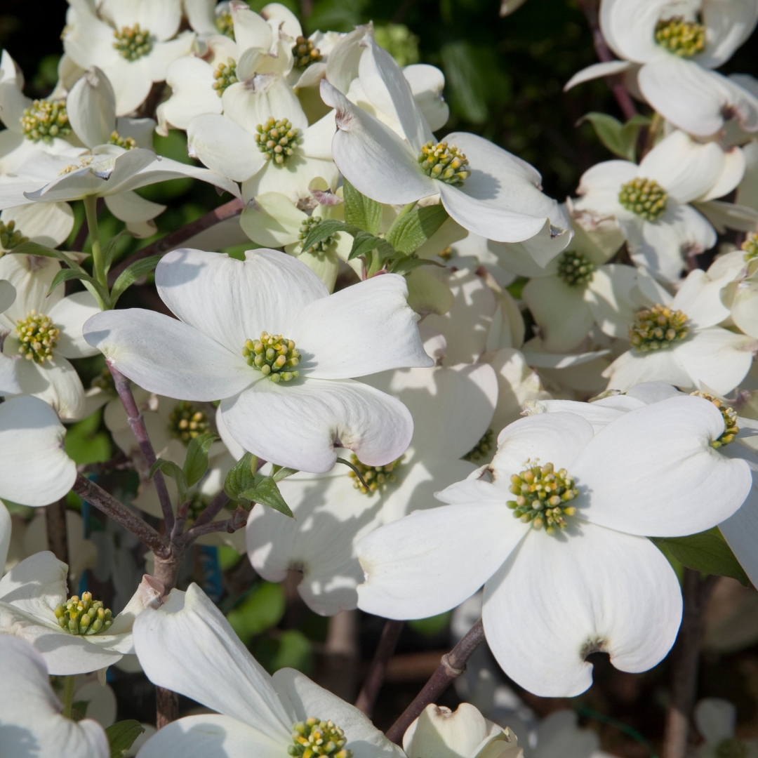 Super Princess Dogwood flowers