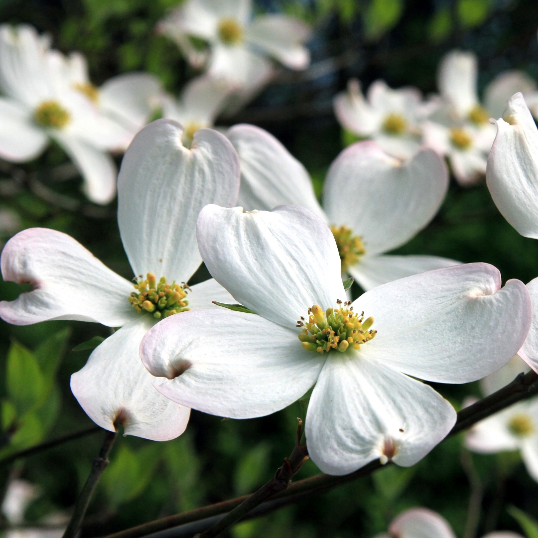 Super Princess Dogwood flowers