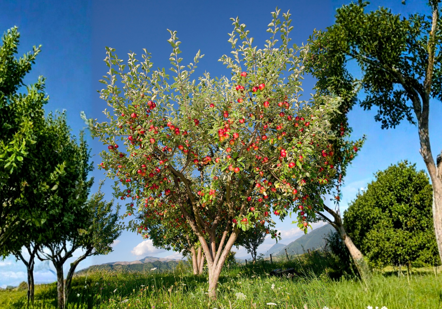 The 5 P's Of Fruit Trees Seminar