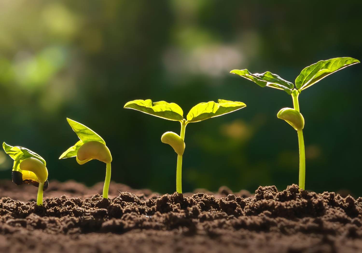 Seed Starting Seminar