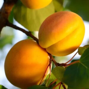 Dwarf Tilton Apricot