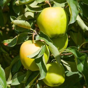 Yellow Delicious Apple