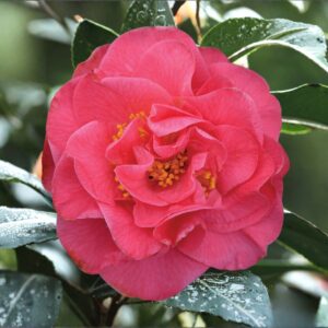 Ack-Scent Camellia