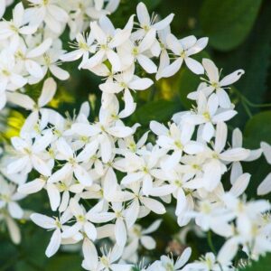 Snowdrift Evergreen Clematis