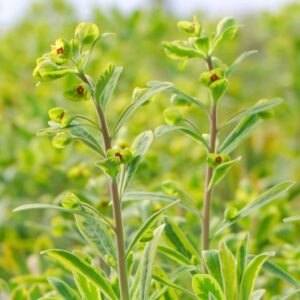 Ascot Rainbow Spurge