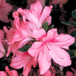 Blaauw’s Pink Azalea