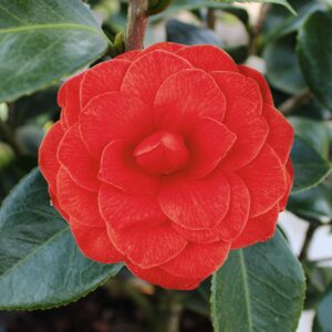 Black Tie Camellia
