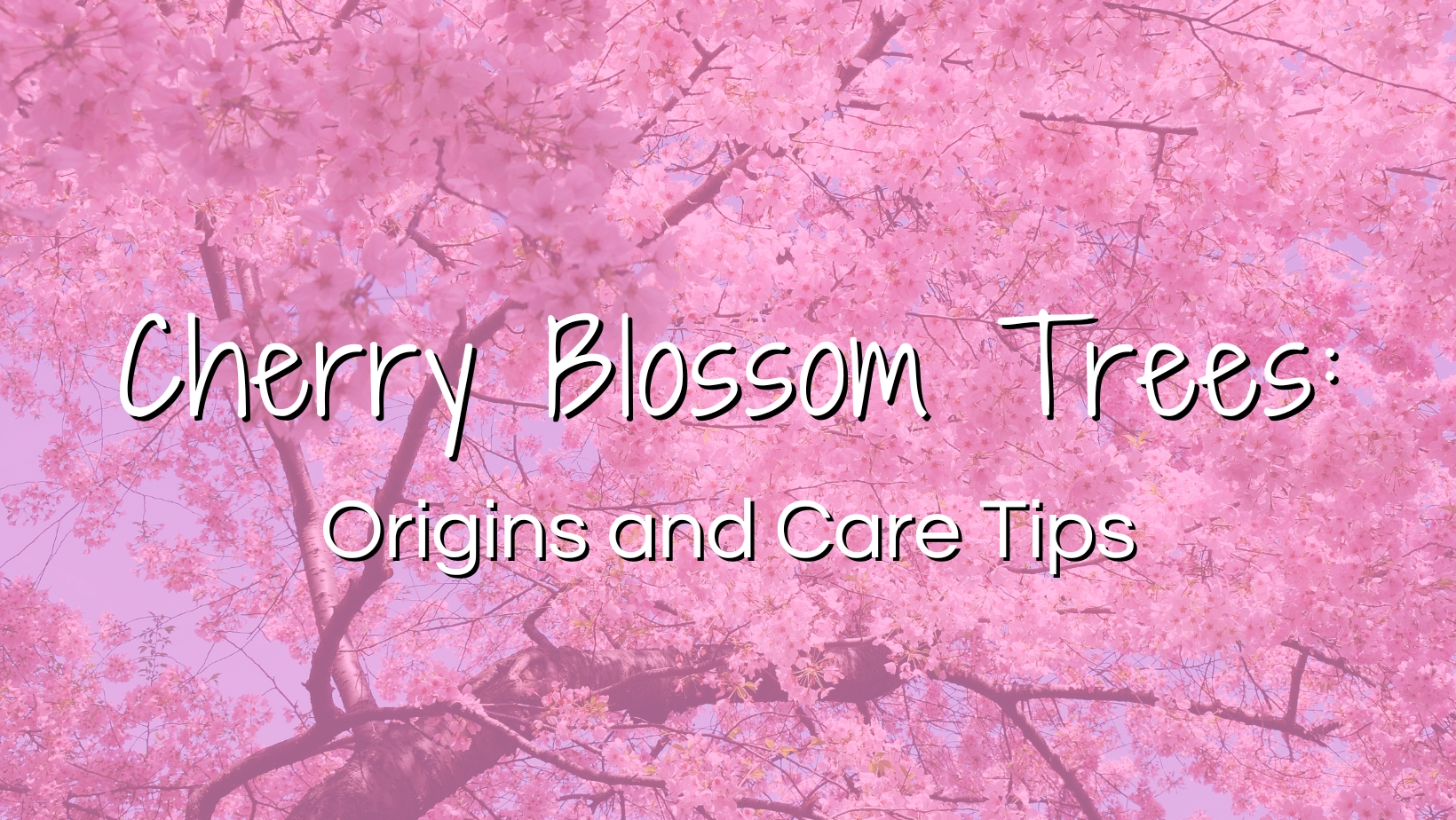 Cherry Blossom Trees: Origins and Care Tips