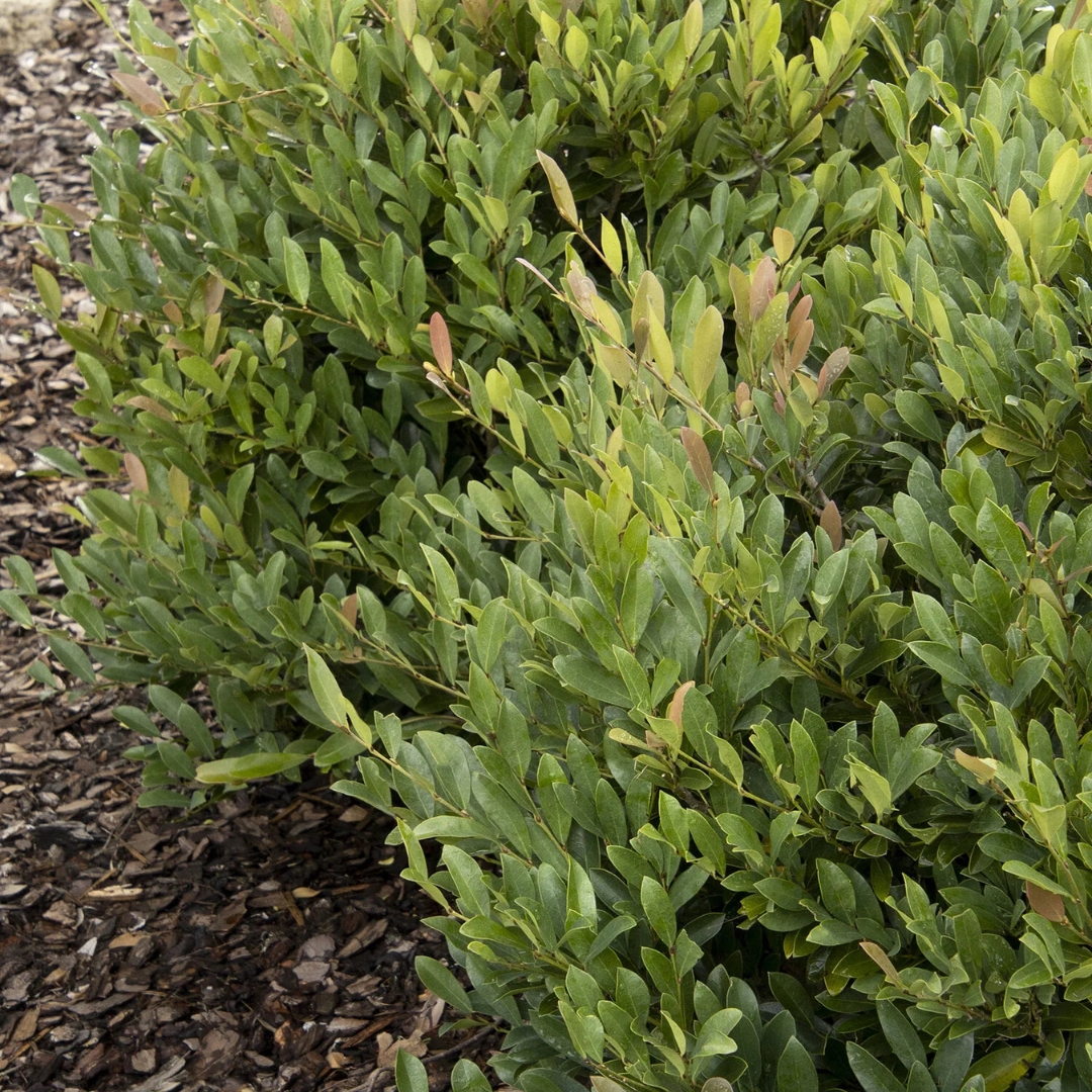 Blue Cascade Distylium in landscape