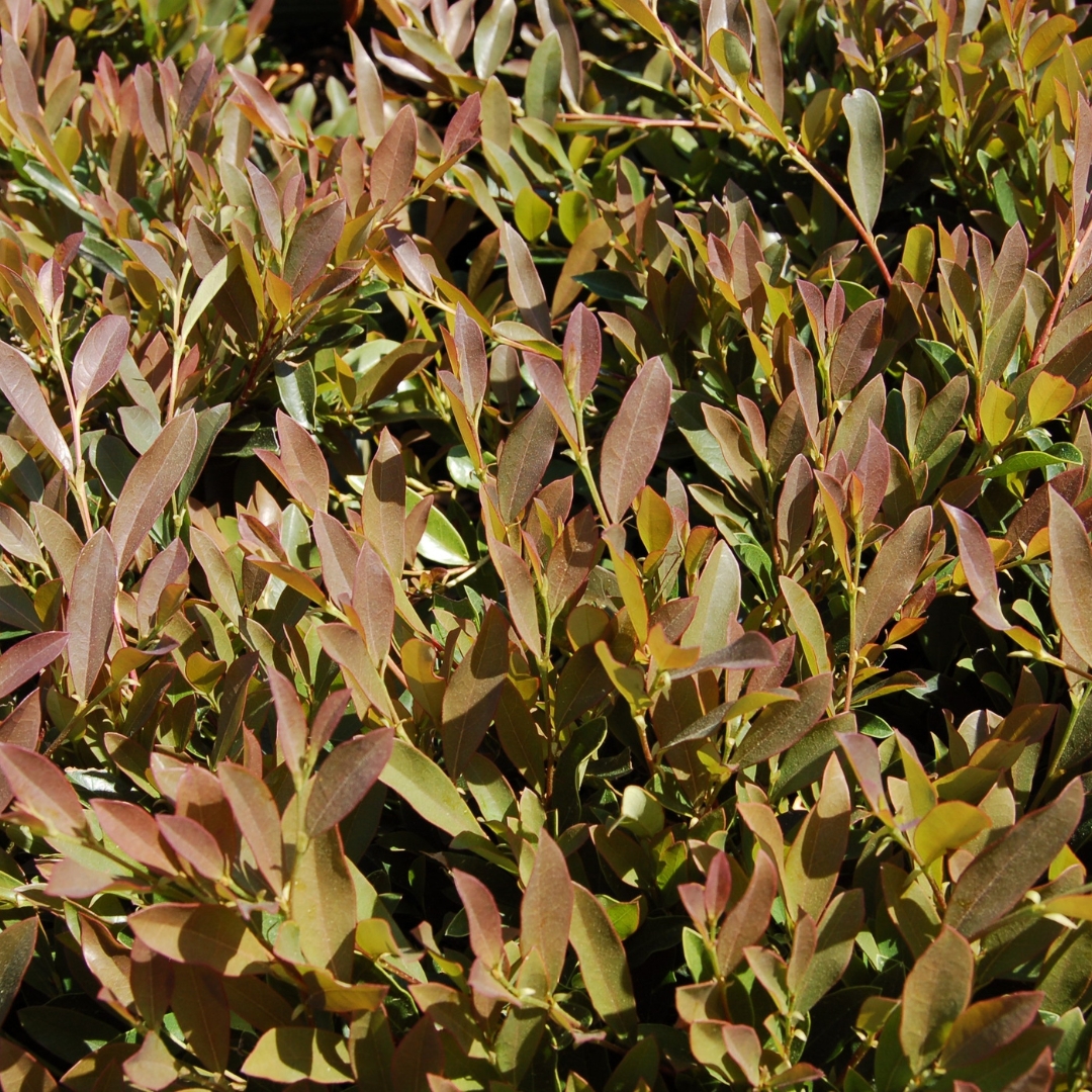 Blue Cascade Distylium colorful foliage up close