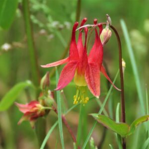 Canada Columbine