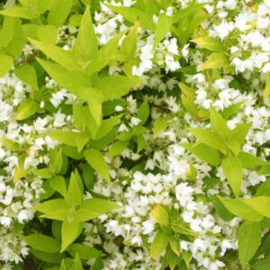 Chardonnay Pearls Deutzia