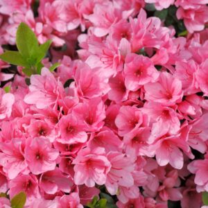 Coral Bells Azalea