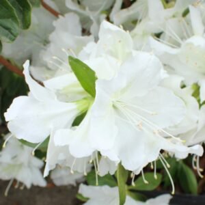 Delaware Valley White Azalea