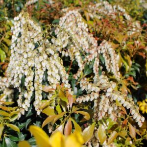 Dorothy Wyckoff Pieris