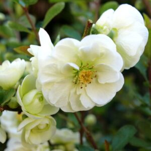 Double Take Eternal White Flowering Quince