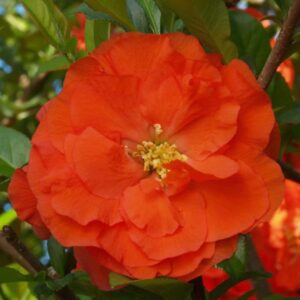 Double Take Orange Flowering Quince