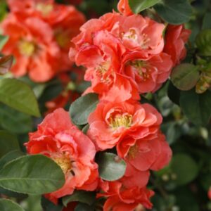 Double Take Peach Flowering Quince