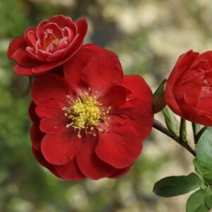 Double Take Scarlet Flowering Quince