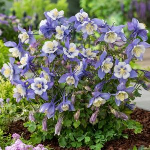 Earlybird Blue & White Columbine