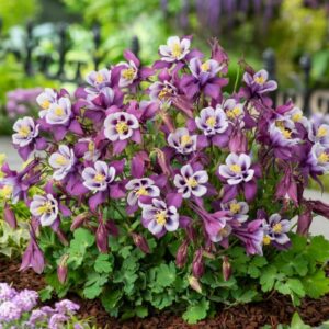 Earlybird Purple & White Columbine
