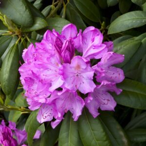 English Roseum Rhododendron