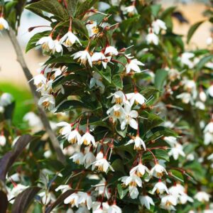 Evening Light Japanese Snowbell