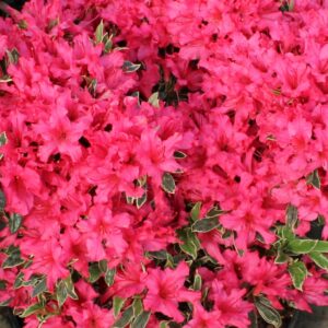 Girard's The Robe Variegated Azalea
