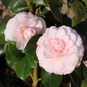Goggy Camellia