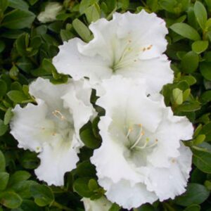 Gumpo White Azalea