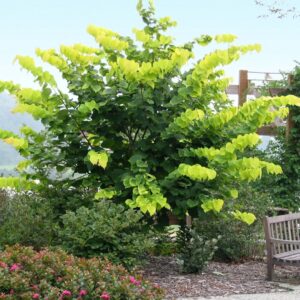 Hearts Of Gold Redbud