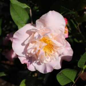 High Fragrance Camellia