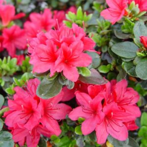 Hino Crimson Azalea