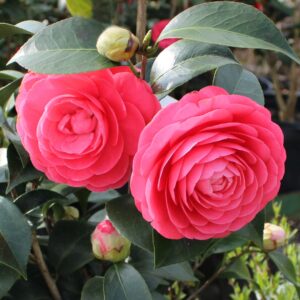 Jacks Camellia