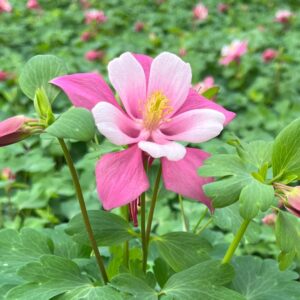 Kirigami Rose & Pink Columbine