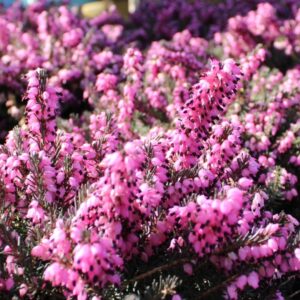 Mediterranean Pink Heather