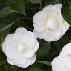 Nuccio’s Gem Camellia