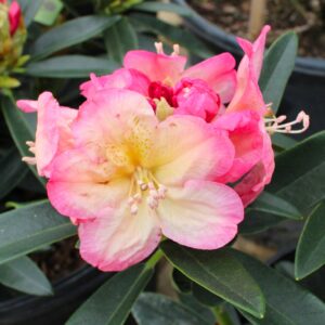 Percy Wiseman Rhododendron