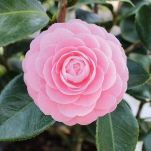 Pink Perfection Camellia