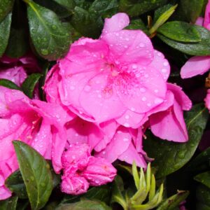 Pink Ruffle Azalea