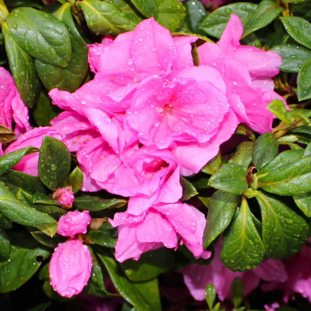 Pink Ruffle Azalea group of flowers