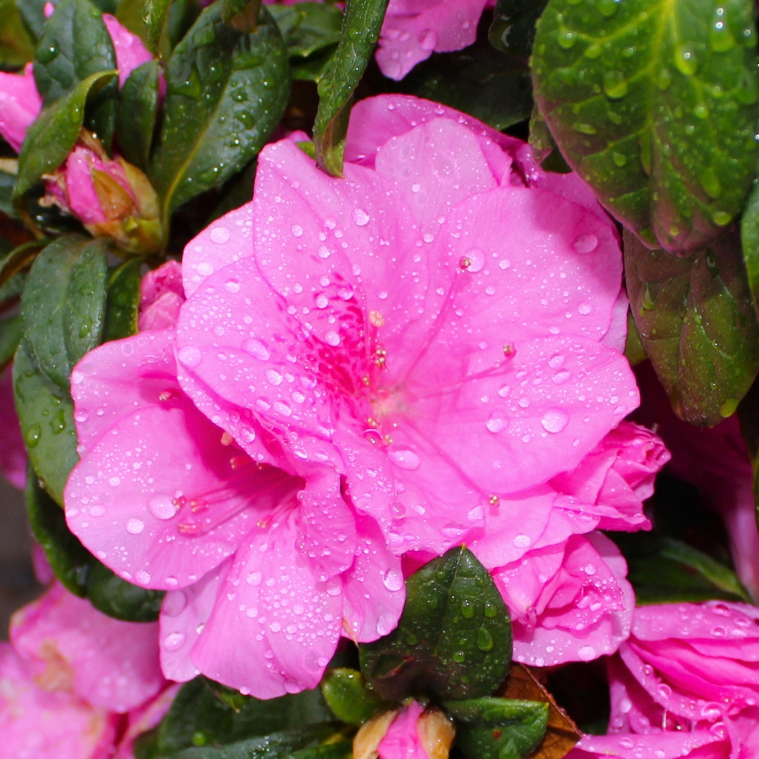 Pink Ruffle Azalea pink flowers