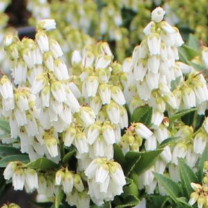 Prelude Pieris